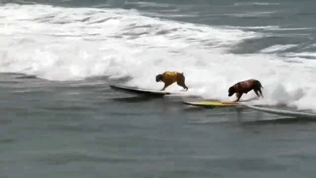 Szörföző kutyák, akik megcsinálják a napodat - videó