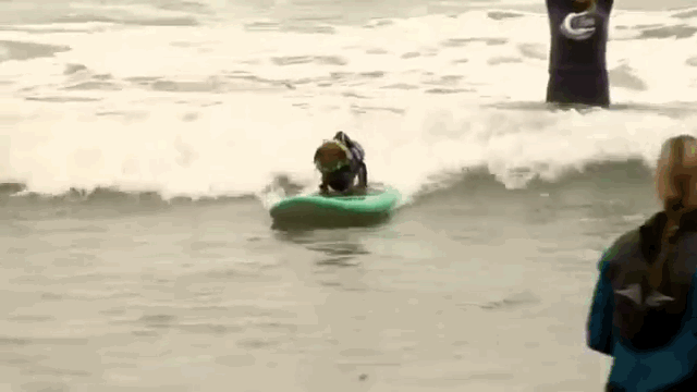 Szörföző kutyák, akik megcsinálják a napodat - videó