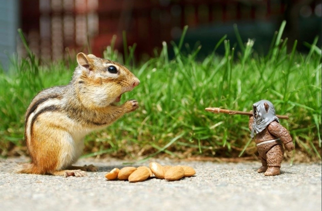 Ilyen lenne a Csillagok háborúja, ha mókusokkal forgatják - fotók