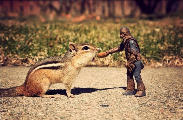 Ilyen lenne a Csillagok háborúja, ha mókusokkal forgatják - fotók