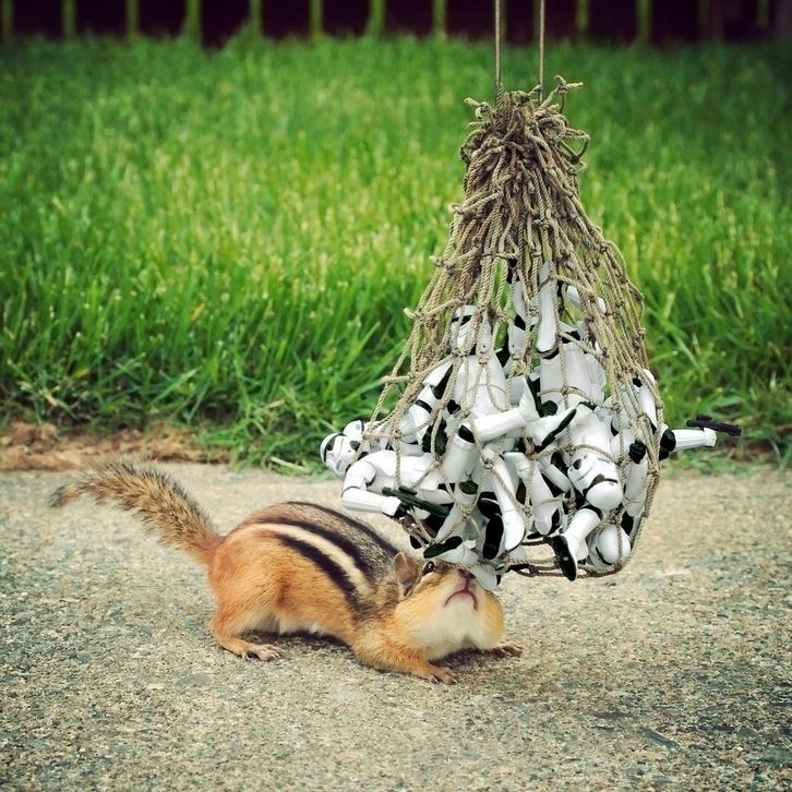 Ilyen lenne a Csillagok háborúja, ha mókusokkal forgatják - fotók