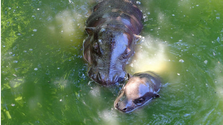 4 ok, amiért imádni fogod a nyíregyházi hosszú hétvégét