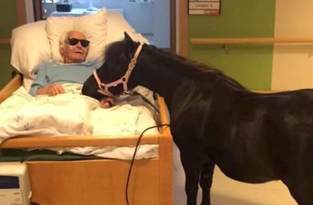 Betegágyánál látogatta meg a nagypapát a póniló