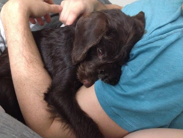 16 kutya, aki csak arra vár, hogy megölelgessék őket - cuki fotók