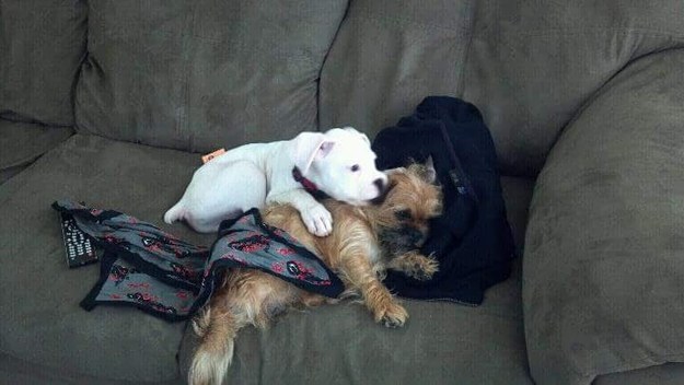 16 kutya, aki csak arra vár, hogy megölelgessék őket - cuki fotók