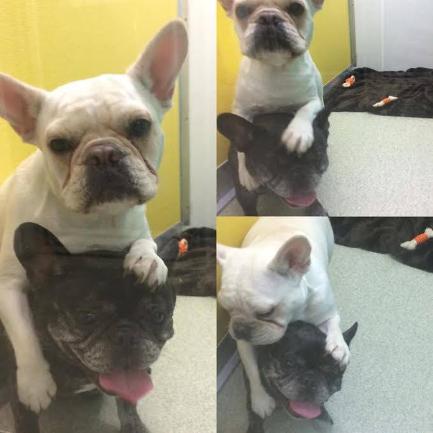 16 kutya, aki csak arra vár, hogy megölelgessék őket - cuki fotók