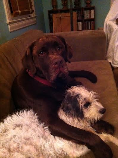 16 kutya, aki csak arra vár, hogy megölelgessék őket - cuki fotók