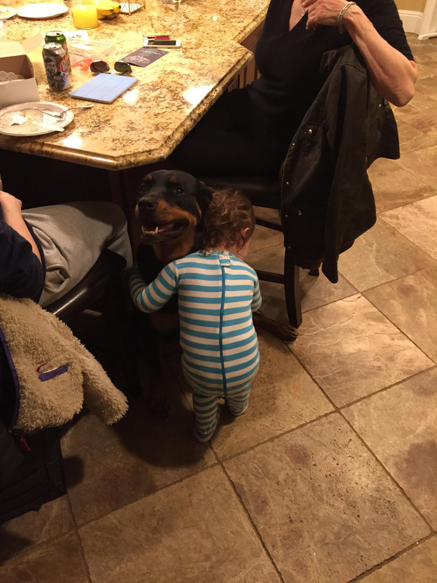 16 kutya, aki csak arra vár, hogy megölelgessék őket - cuki fotók