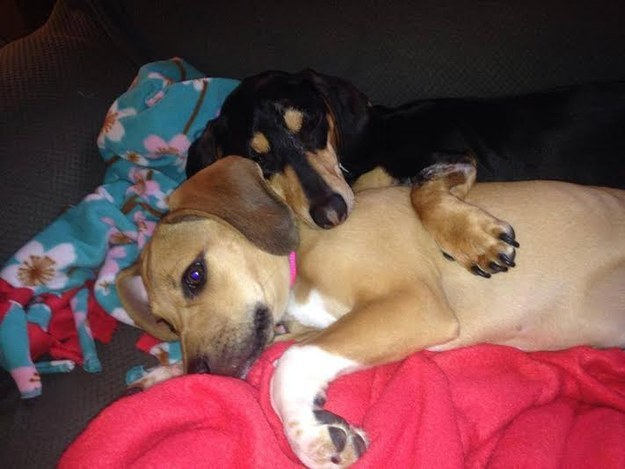 16 kutya, aki csak arra vár, hogy megölelgessék őket - cuki fotók