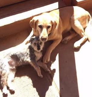 16 kutya, aki csak arra vár, hogy megölelgessék őket - cuki fotók