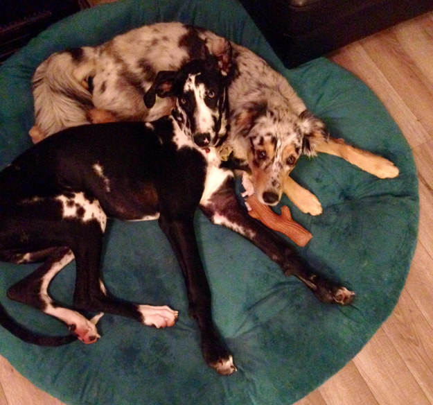 16 kutya, aki csak arra vár, hogy megölelgessék őket - cuki fotók