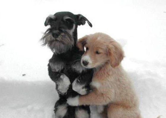 16 kutya, aki csak arra vár, hogy megölelgessék őket - cuki fotók