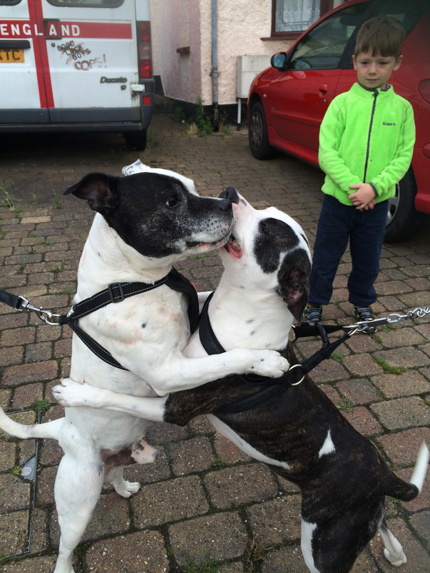 16 kutya, aki csak arra vár, hogy megölelgessék őket - cuki fotók