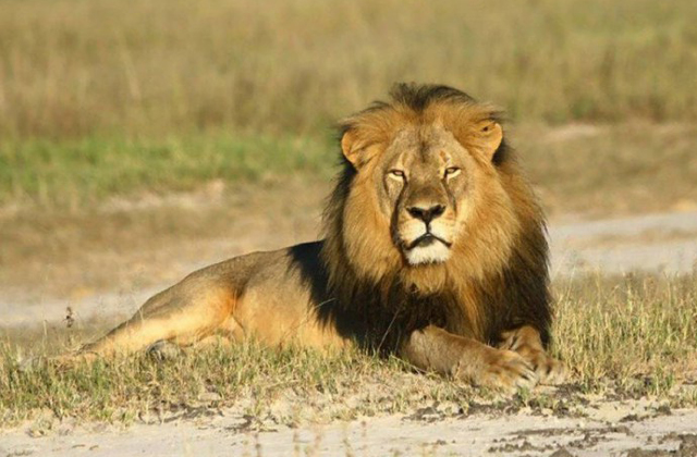 Szobrot állítanak a legyilkolt oroszlánnak