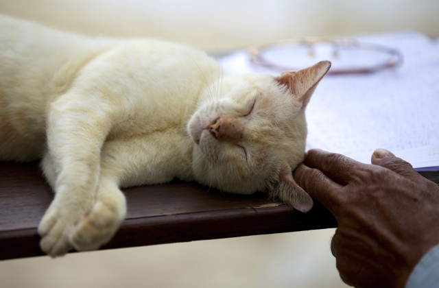 A fotó illusztráció!