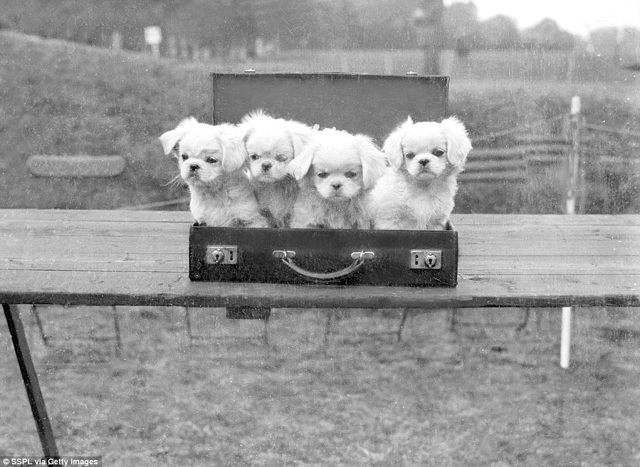 Cukiság retró: ilyen volt egy kutyakiállítás száz évvel ezelőtt