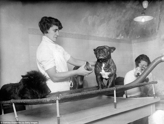 Cukiság retró: ilyen volt egy kutyakiállítás száz évvel ezelőtt