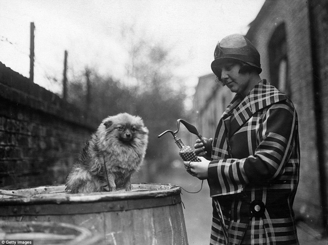 Cukiság retró: ilyen volt egy kutyakiállítás száz évvel ezelőtt