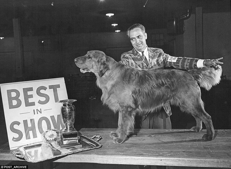 Cukiság retró: ilyen volt egy kutyakiállítás száz évvel ezelőtt