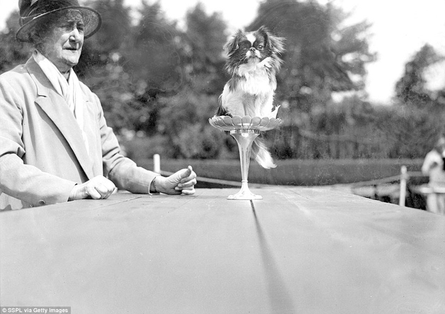 Cukiság retró: ilyen volt egy kutyakiállítás száz évvel ezelőtt