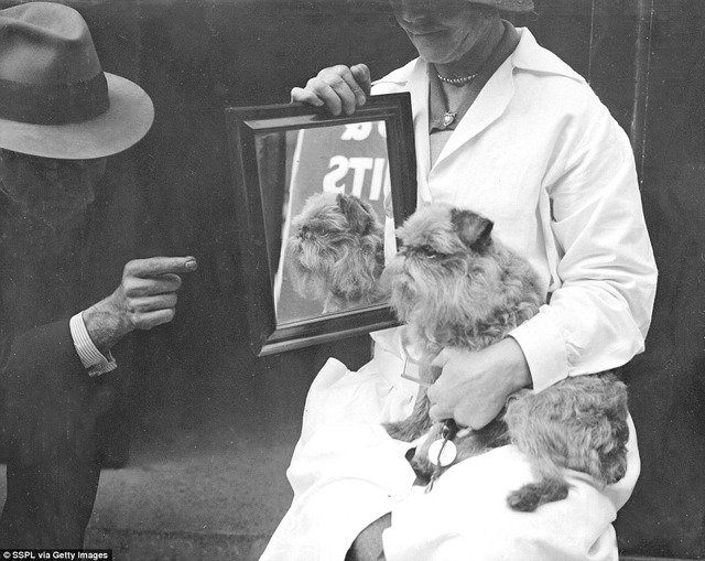 Cukiság retró: ilyen volt egy kutyakiállítás száz évvel ezelőtt