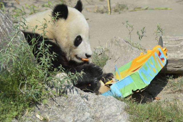 Copyright: Norbert Potensky / Tiergarten Schönbrunn