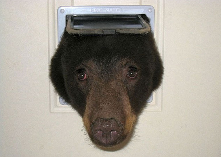 Csacsi (nem túl) öreg medve... (Fotó: Doug Harder)