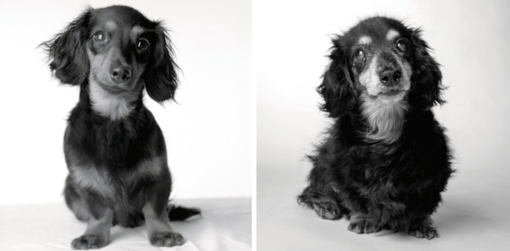 Lily, 8 months and 15 years