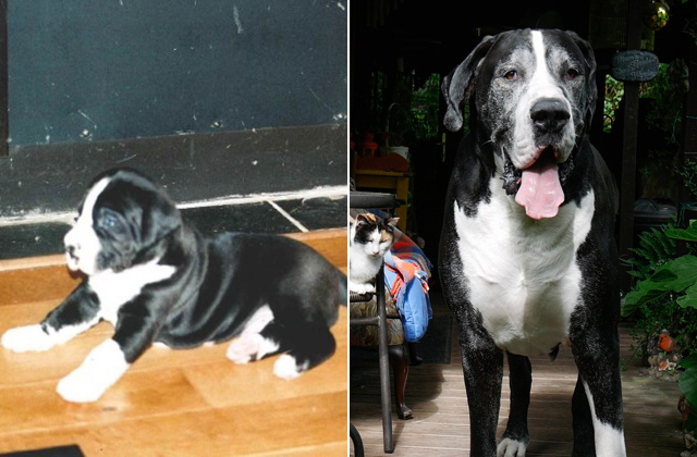 Kistestű kutyát fogadtak örökbe, aztán jött a meglepetés