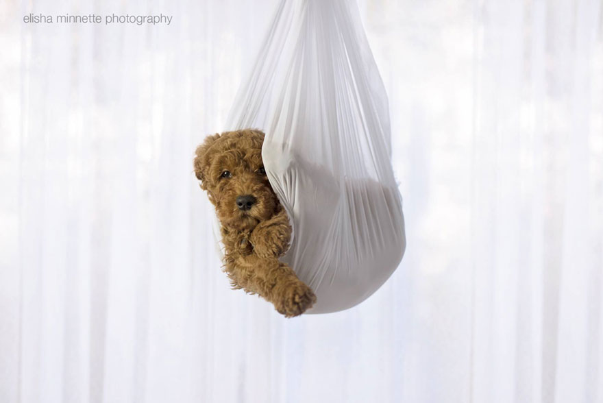 Újszülött helyett kiskutyával fotózkodott a pár - képek