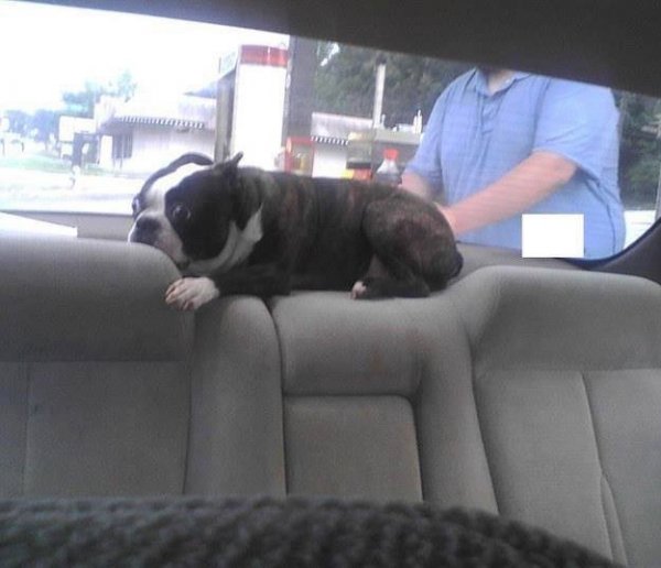 Így néznek a kutyák, ha rájönnek, hogy állatorvoshoz viszed őket