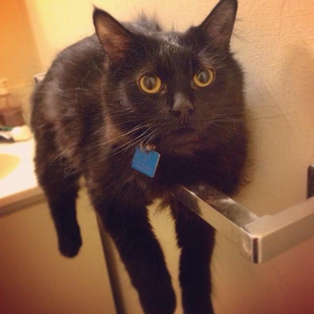 21 állat, akik másnak gondolják magukat - vicces képek