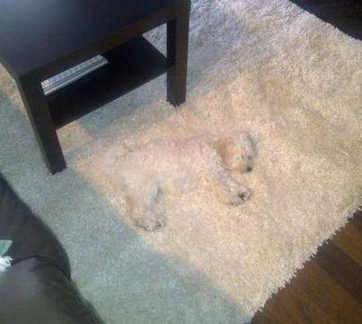 21 állat, akik másnak gondolják magukat - vicces képek