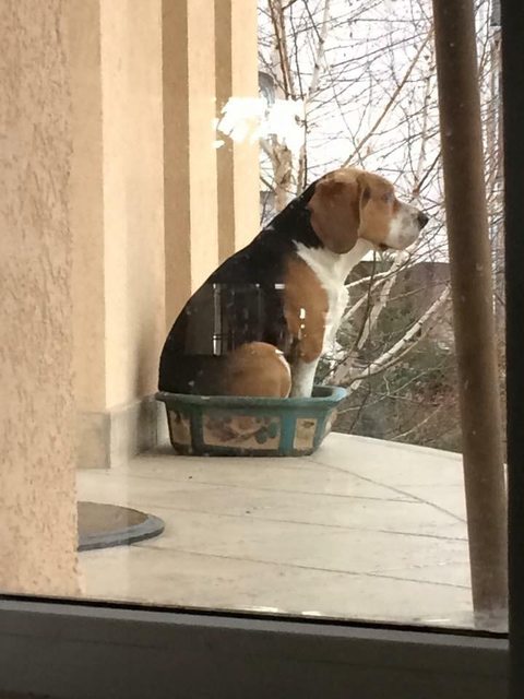 21 állat, akik másnak gondolják magukat - vicces képek