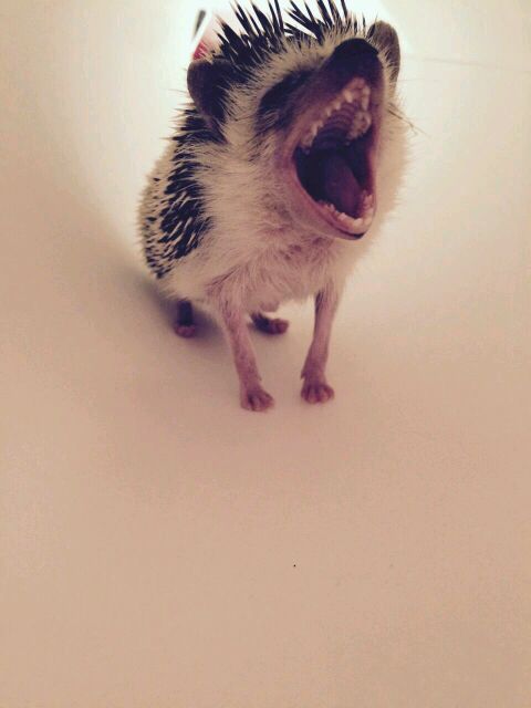 21 állat, akik másnak gondolják magukat - vicces képek