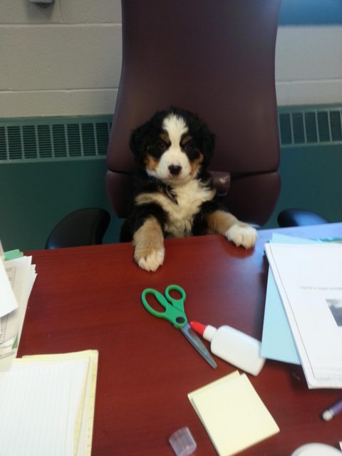 21 állat, akik másnak gondolják magukat - vicces képek