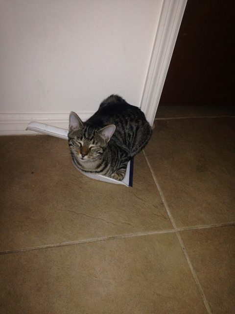 21 állat, akik másnak gondolják magukat - vicces képek