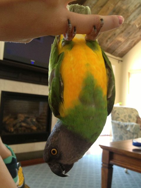 21 állat, akik másnak gondolják magukat - vicces képek