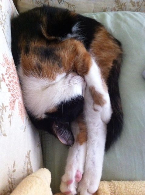 21 állat, akik másnak gondolják magukat - vicces képek