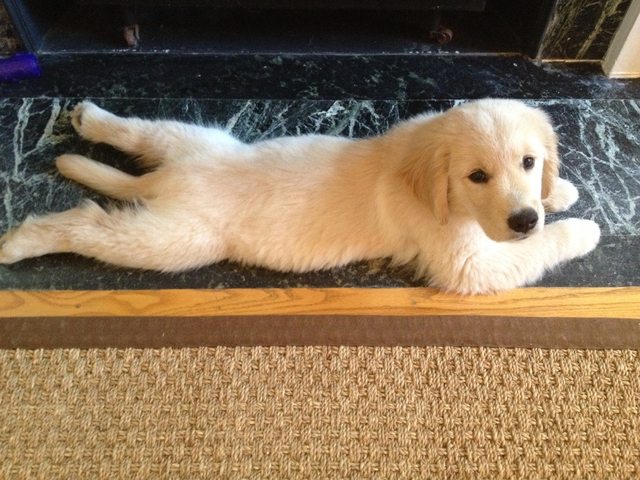 21 állat, akik másnak gondolják magukat - vicces képek