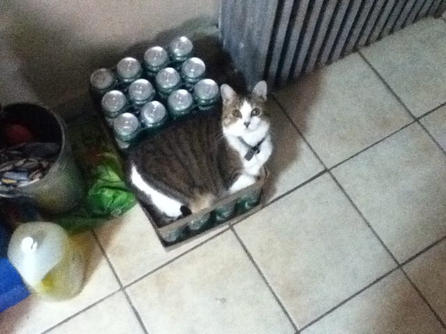 21 állat, akik másnak gondolják magukat - vicces képek