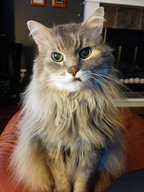 21 állat, akik másnak gondolják magukat - vicces képek