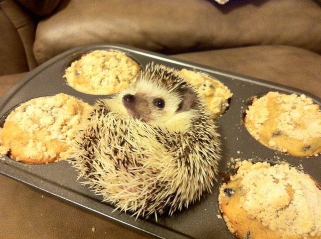 21 állat, akik másnak gondolják magukat - vicces képek