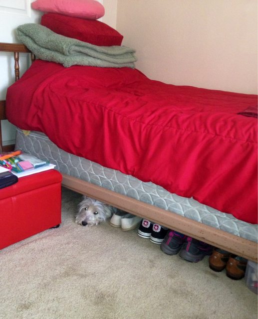 21 állat, akik másnak gondolják magukat - vicces képek