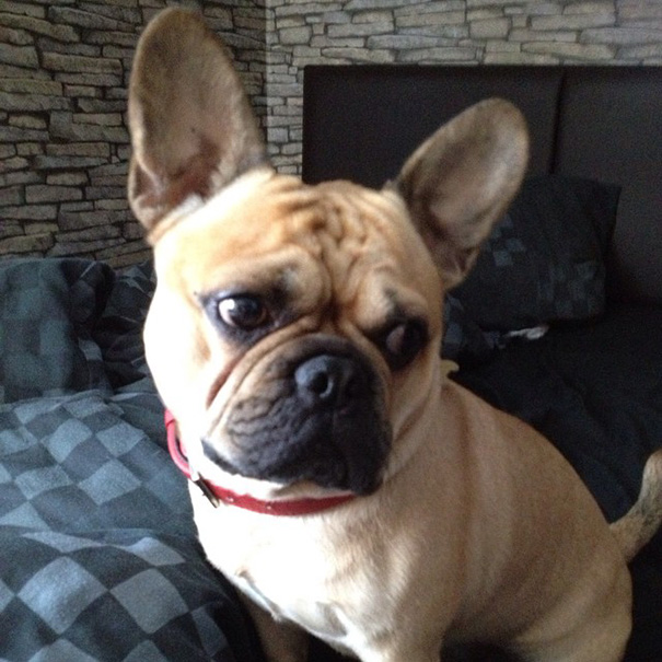 20 tündéri keverék kutyus, aki elrabolja a szívedet - fotók