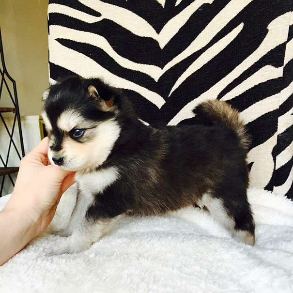 20 tündéri keverék kutyus, aki elrabolja a szívedet - fotók