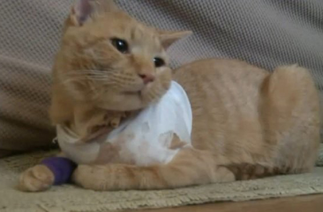 Macskája fogta fel a lövedéket a kisfiú elől