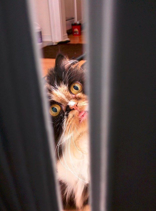 23 macska, aki nem engedi a gazdáját a mosdóba menni - vicces képek
