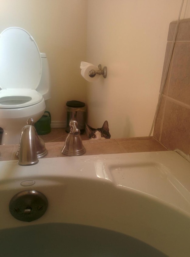 23 macska, aki nem engedi a gazdáját a mosdóba menni - vicces képek