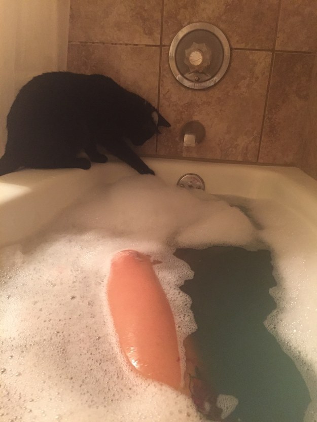 23 macska, aki nem engedi a gazdáját a mosdóba menni - vicces képek